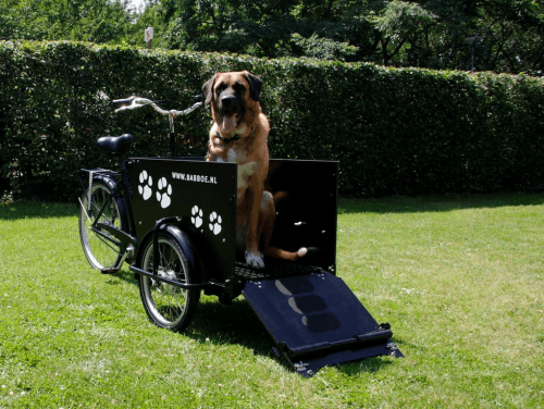 Sofort Lieferbar Babboe E-Dog 3-Rad Lastenrad, bakfiets, Hundetransportrad inkl. Regenzelt - fahrrad-Ass.de